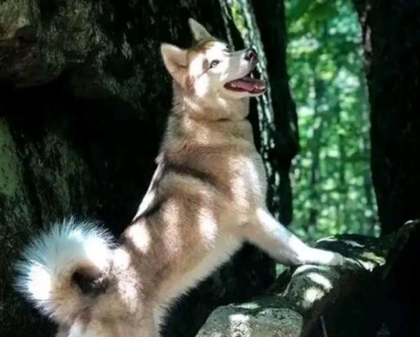 哈士奇一口氣叼回7只小貓,主人想發脾氣又不敢:自己的娃自己養 哈士奇一口氣叼回7只小貓,主人想發脾氣又不敢:自己的娃自己養