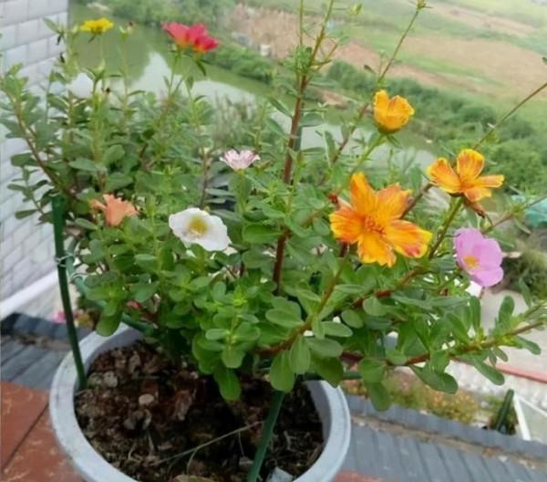 太陽花嫁接&OpenCurlyDoubleQuote;馬齒莧&rdquo;，半年成老樁，開花&OpenCurlyDoubleQuote;拳頭大&rdquo;，美哭了