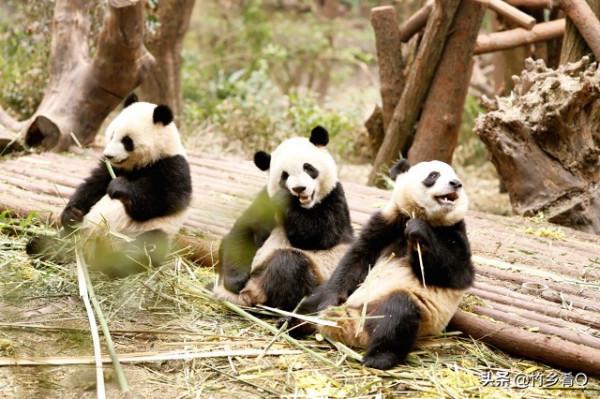 可愛又呆萌的國寶熊貓誰不喜歡