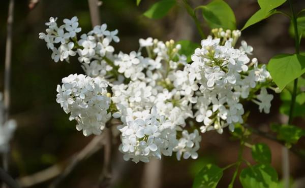 超美品種歐洲丁香，開花的時候香味四溢，滿園飄香，比香水還香