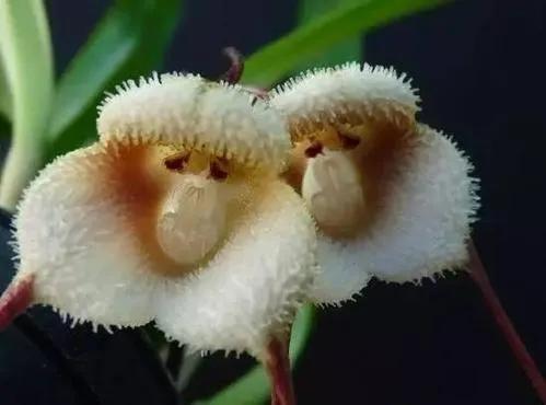 十二生肖對應的幸運花