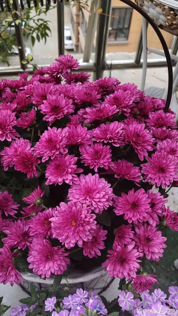 超便宜的藍雪花,開出清涼藍色花,夏天看著超涼快 超便宜的藍雪花,開出清涼藍色花,夏天看著超涼快