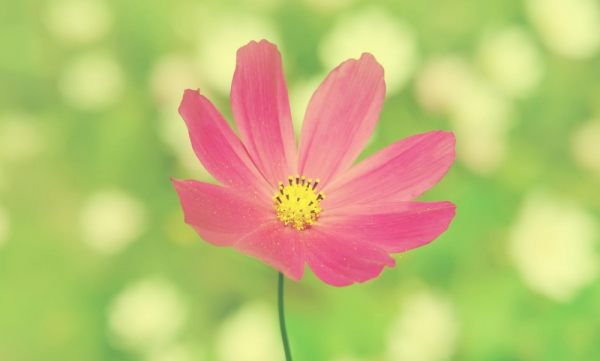 十五天後，4個星座，笑聲不斷，魅力超強，贏得越來越多人的關注