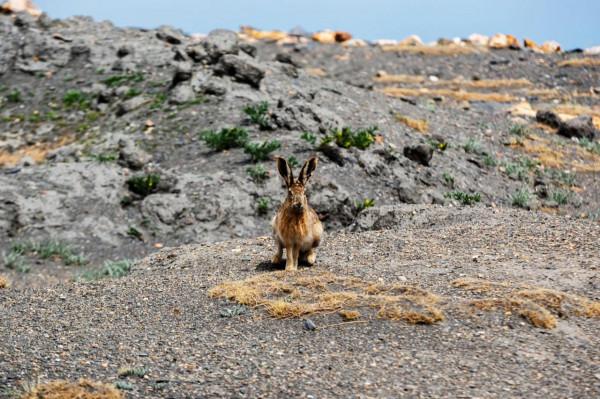 魅力西藏，阿里迴響（待續）