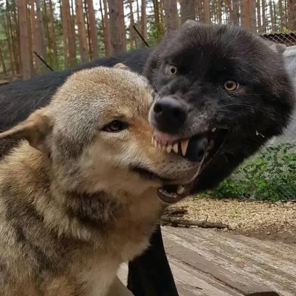 動物界難得一見的奇葩景象,太驚豔了,無比驚歎,讓人過目不忘 動物界難得一見的奇葩景象,太驚豔了,無比驚歎,讓人過目不忘