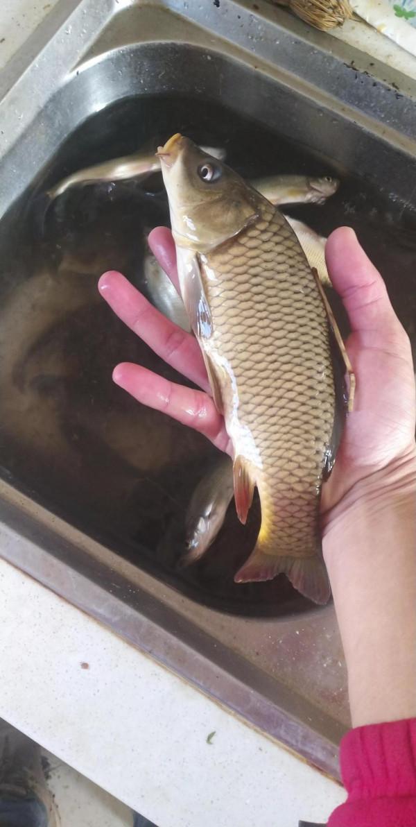 不打窩！看看魚獲 魚情很nice