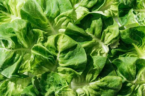 油麥菜屬於萵苣的變種，有助控血壓