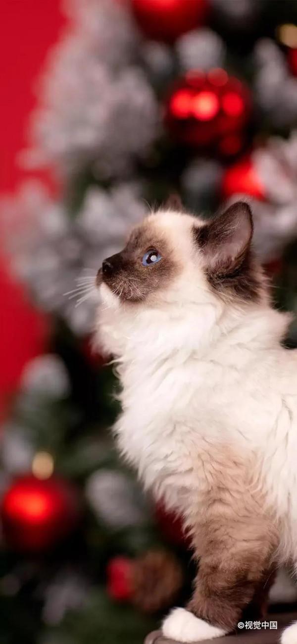 高畫質桌布丨超好看的寵物手機桌布，喜歡小動物的你不要錯過哦