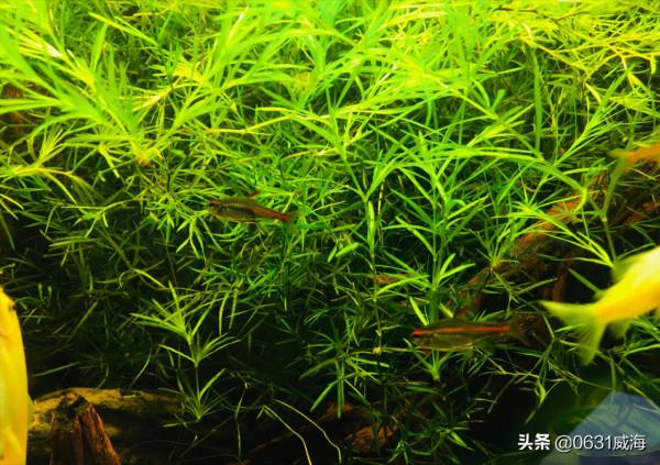 新手養水草還是簡單點比較好，裝置簡單點，水草簡單點，對你有利