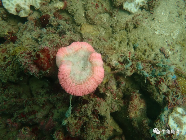 終極聖鬥士——珊瑚的彩色花路 終極聖鬥士——珊瑚的彩色花路