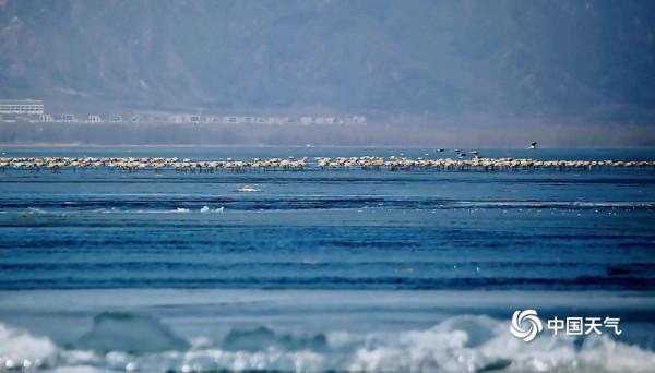 北京延慶:數千只灰鶴翩翩起舞 形成一道亮麗風景線 北京延慶:數千只灰鶴翩翩起舞 形成一道亮麗風景線