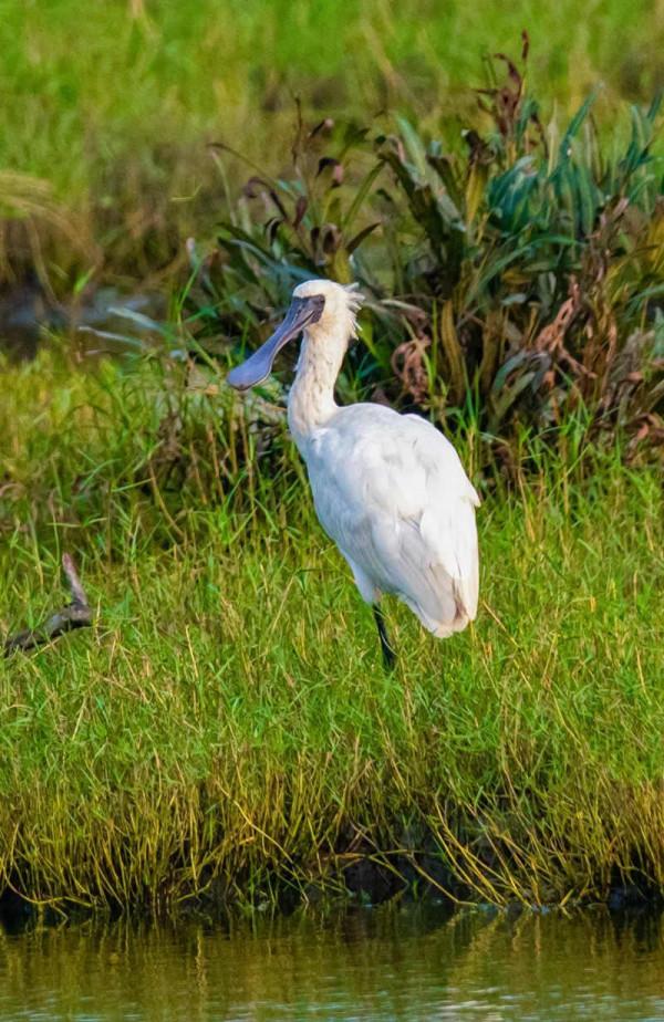 海南東海岸首次觀測到全球瀕危水鳥黑臉琵鷺 海南東海岸首次觀測到全球瀕危水鳥黑臉琵鷺