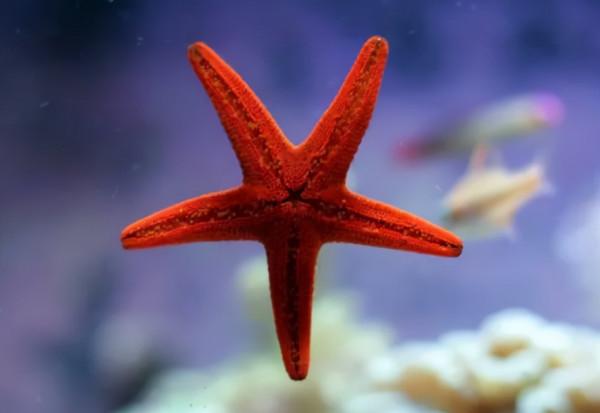 《寶可夢》來源與生態：海星星是外太空來？身份還是奧特曼？