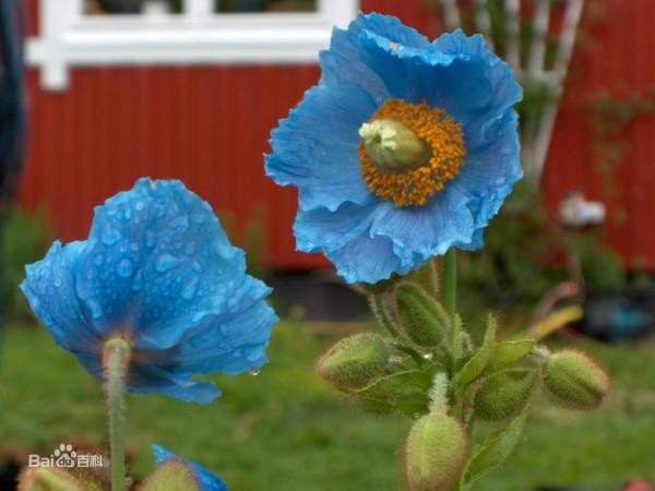 30種藍色的花卉裡面,你見過的有多少種? 30種藍色的花卉裡面,你見過的有多少種?