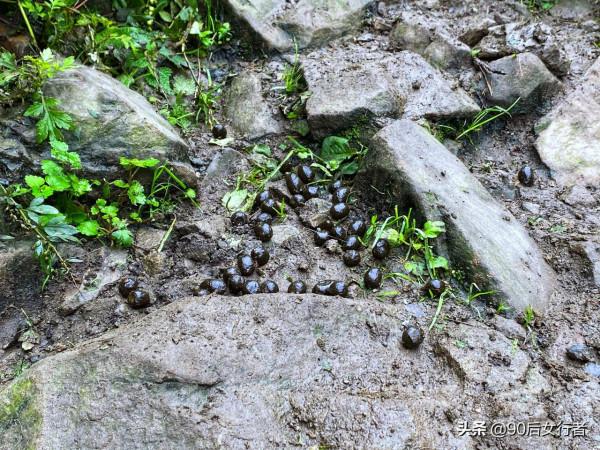 距成都80多公里的冷門徒步勝地，山中風景原始，古道滄桑古廟深藏