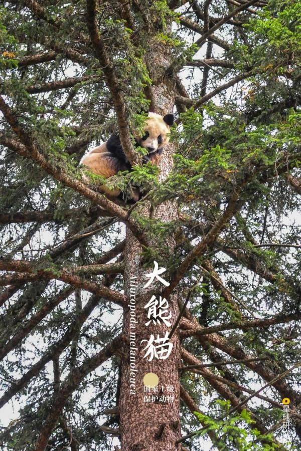 出發！看中國五大國家公園