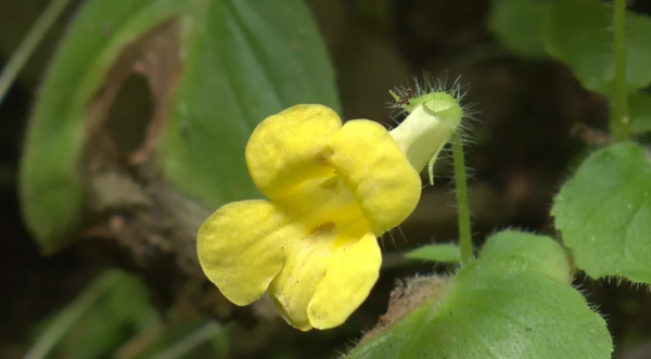 曾在野外滅絕百年,如今在雲南深山怒放!這些美麗又瀕危的花,你認識幾種? 曾在野外滅絕百年,如今在雲南深山怒放!這些美麗又瀕危的花,你認識幾種?