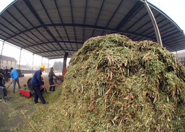 這些農田收穫後的廢棄物，過去被用來當柴火，如今卻成了香餑餑