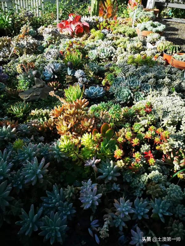 養多肉從地栽開始 養多肉從地栽開始