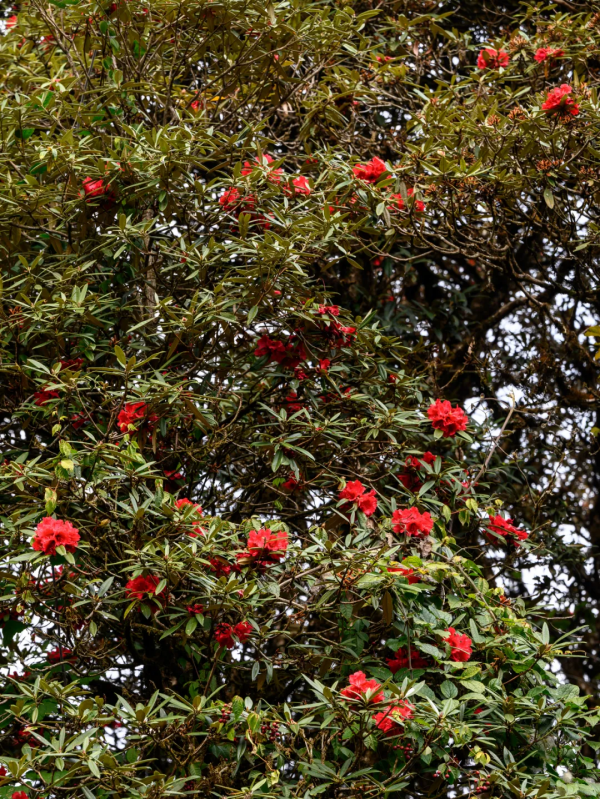 冬日騰衝,方圓十里有花香 冬日騰衝,方圓十里有花香