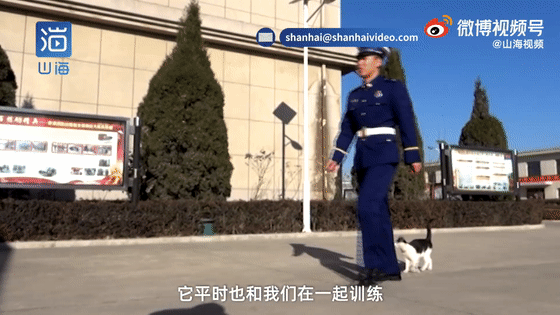 貓咪賴上兵哥哥？這畫面，糖分超標了吧