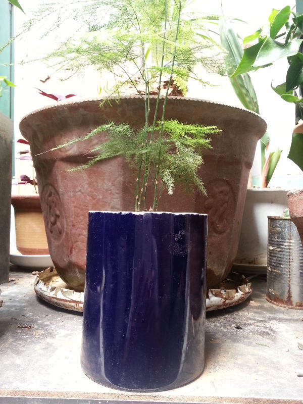 瓷盆養花越養越瞎,養花選盆別用瓷盆,花都養死了 瓷盆養花越養越瞎,養花選盆別用瓷盆,花都養死了