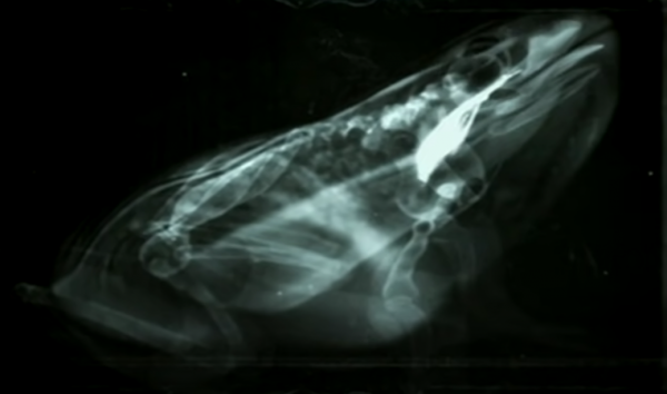 青蛙滑溜溜的舌頭，是怎麼粘住蒼蠅的？