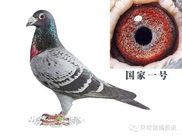 國家一號信鴿 國家一號信鴿