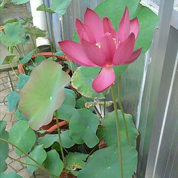 6種“漂亮花”,個個“不吉利”,你家養過沒有? 6種“漂亮花”,個個“不吉利”,你家養過沒有?