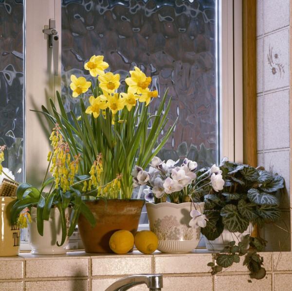 吉祥如意的水仙花