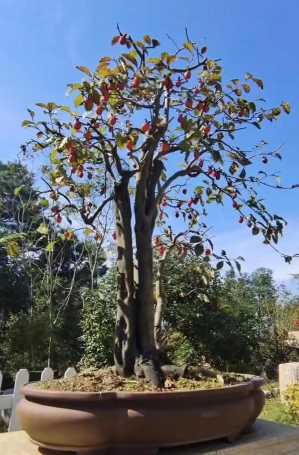 你會覺得它們漂亮嗎