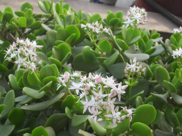 破洞的“絲襪”不要扔！用來養這3種花，枝粗葉綠，開花“猛”