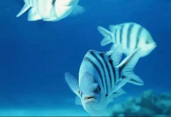 動物與人的年齡關係