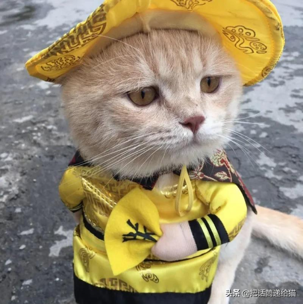 為啥叫貓“主子”？看了他的臉你就明白了