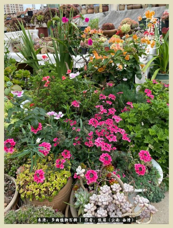 正是花好月圓時，再訪楊姐的屋頂花園