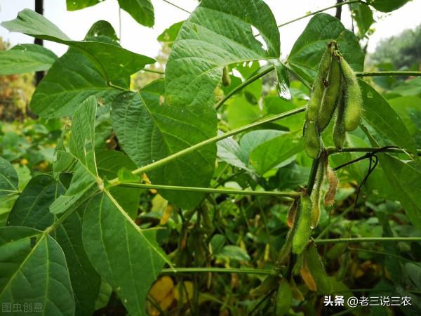 這六種葉，只要往小麥玉米地一噴，穗大穗多，粒飽，畝產1600斤