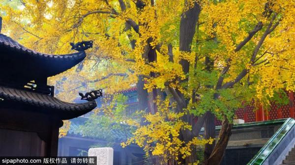 足足20家！北京最美秋色都在這裡了！不用人擠人！