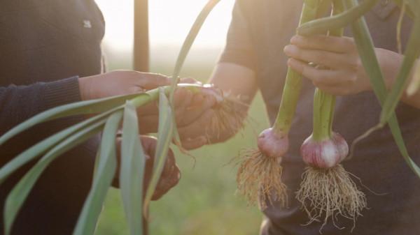 大蒜增產要密植?農戶做對了,蒜頭大,產量高,今年要注意 大蒜增產要密植?農戶做對了,蒜頭大,產量高,今年要注意