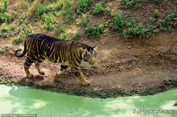 虎年出現一對顏色非常不尋常的大型貓科動物&mdash;黑色的老虎