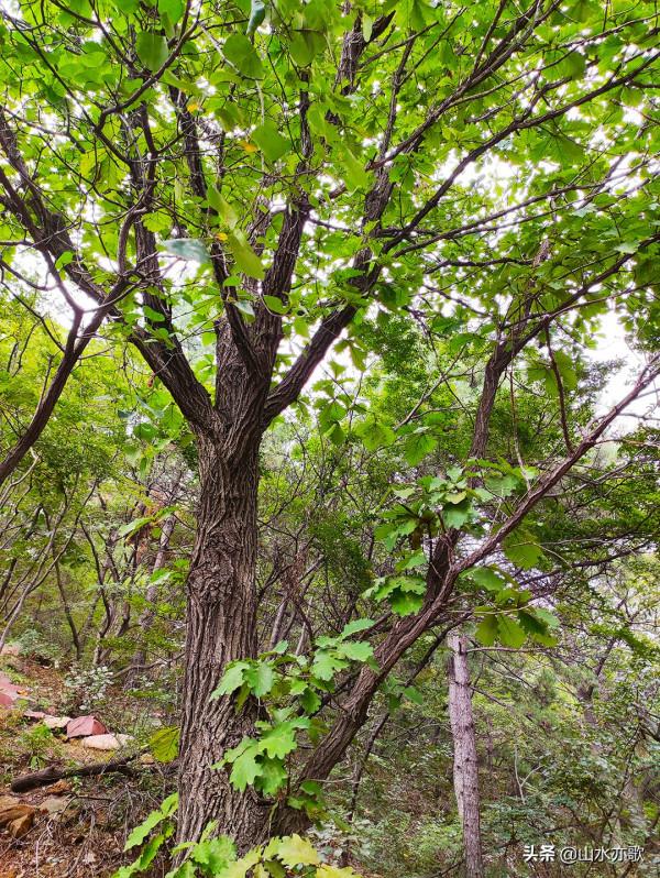 石家莊井陘錦山，雲鎖群山、霧漫叢林，雲橋飛渡，一顆橡果落下來
