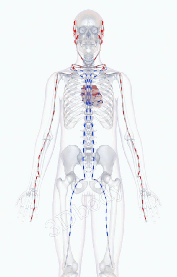 中醫精美3D經絡圖，手少陽三焦經，大河養生古法八段錦必備