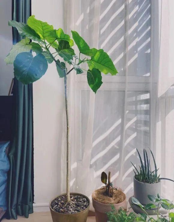 大葉子耐陰花，室內一定養，葉子比臉大，真涼快