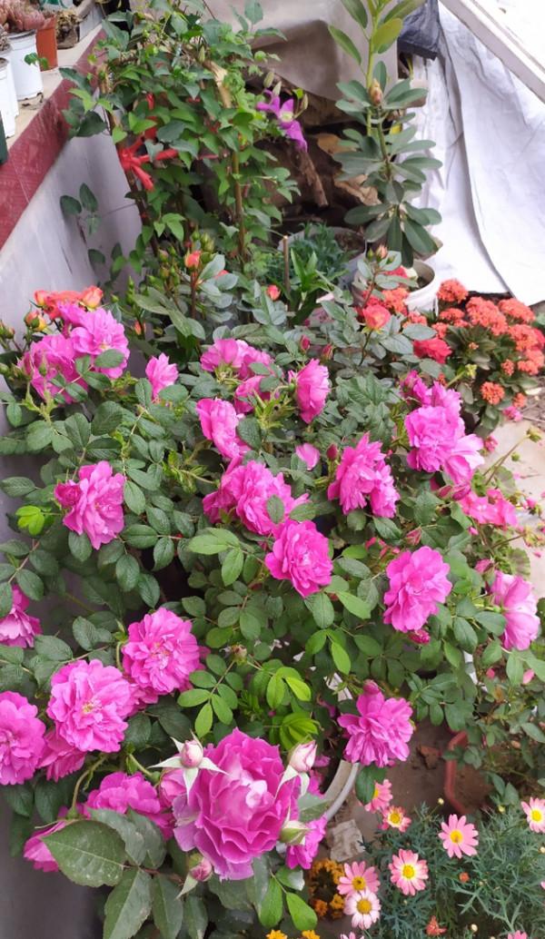 人養花三年，花養人一生！9種養人花，好吃又好看，還能吸收廢氣