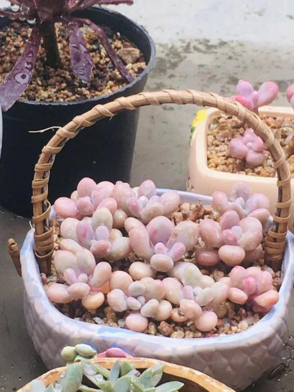 你瞭解多肉植物嗎？