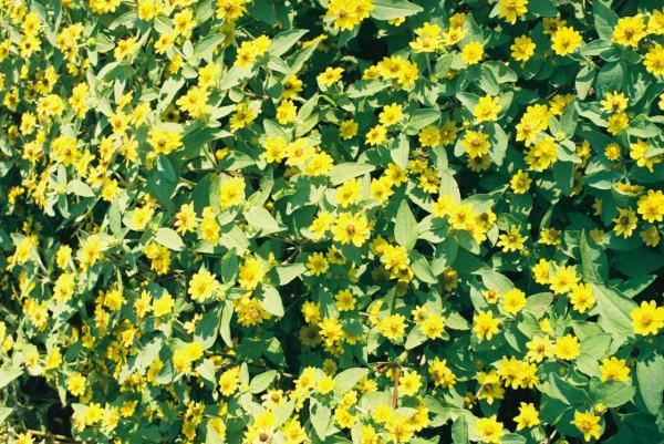 你不會種花，總該是會欣賞花吧，欣賞會有收穫的