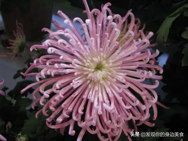 傲霜菊花奪人眼