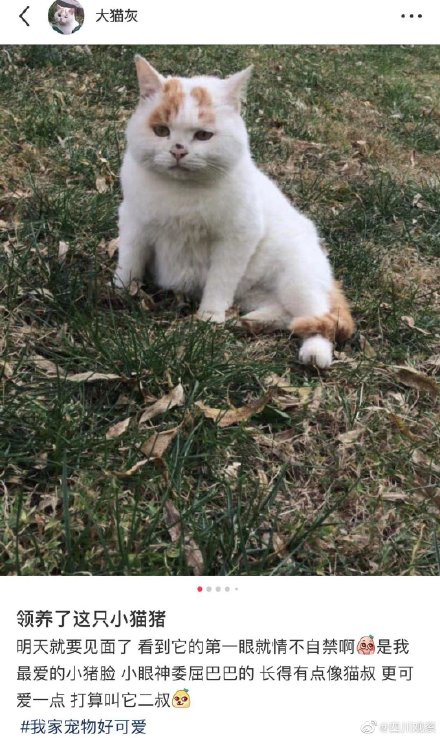 幸福來得太快!表情包委屈貓貓被領養 幸福來得太快!表情包委屈貓貓被領養
