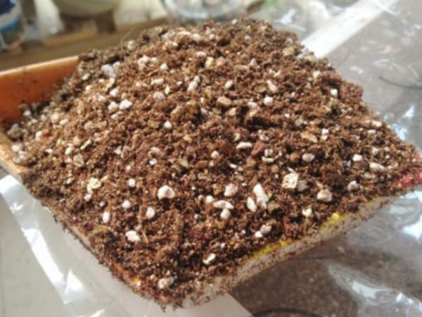 養花&OpenCurlyDoubleQuote;第一步&rdquo;，就是準備營養土，回家自己做一盆，養啥花都旺