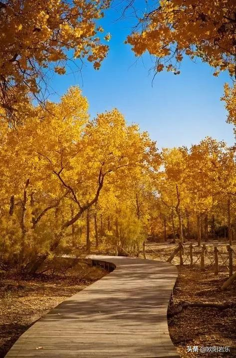 國內這6個地方的胡楊林，美得無法無天！此生一定要去看一次