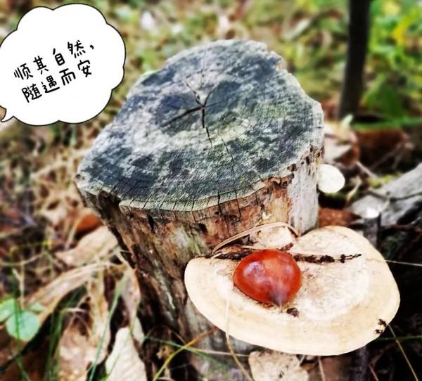 成年人的世界，誰都不容易，該走的路，一步都不能少